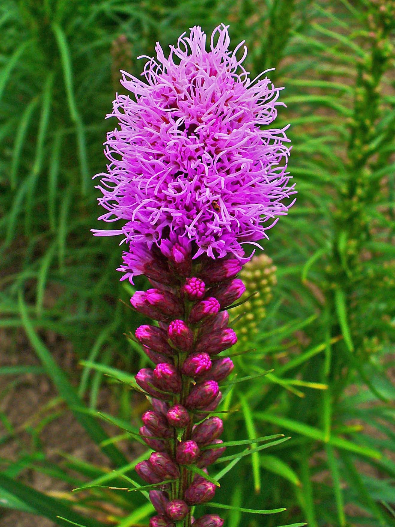 Liatris Spicata Flower seeds for Planting Bright Blooms Heirloom & GMO Free Seeds for Home Garden