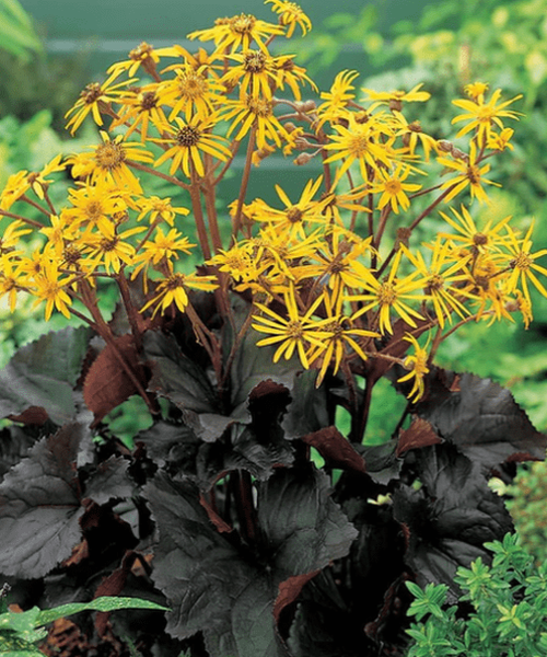Ligularia Dentata Plant Seeds for Planting – Heirloom, Non-GMO, Perennial, Shade-Tolerant