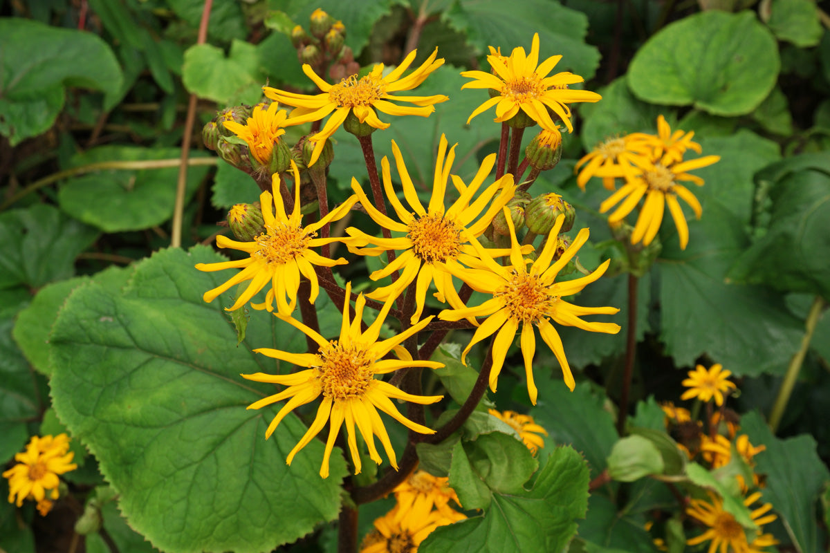 Ligularia Dentata Flower seeds for Planting Shade Tolerant Heirloom & GMO Free Seeds for Home Garden
Sale for planting in home garden