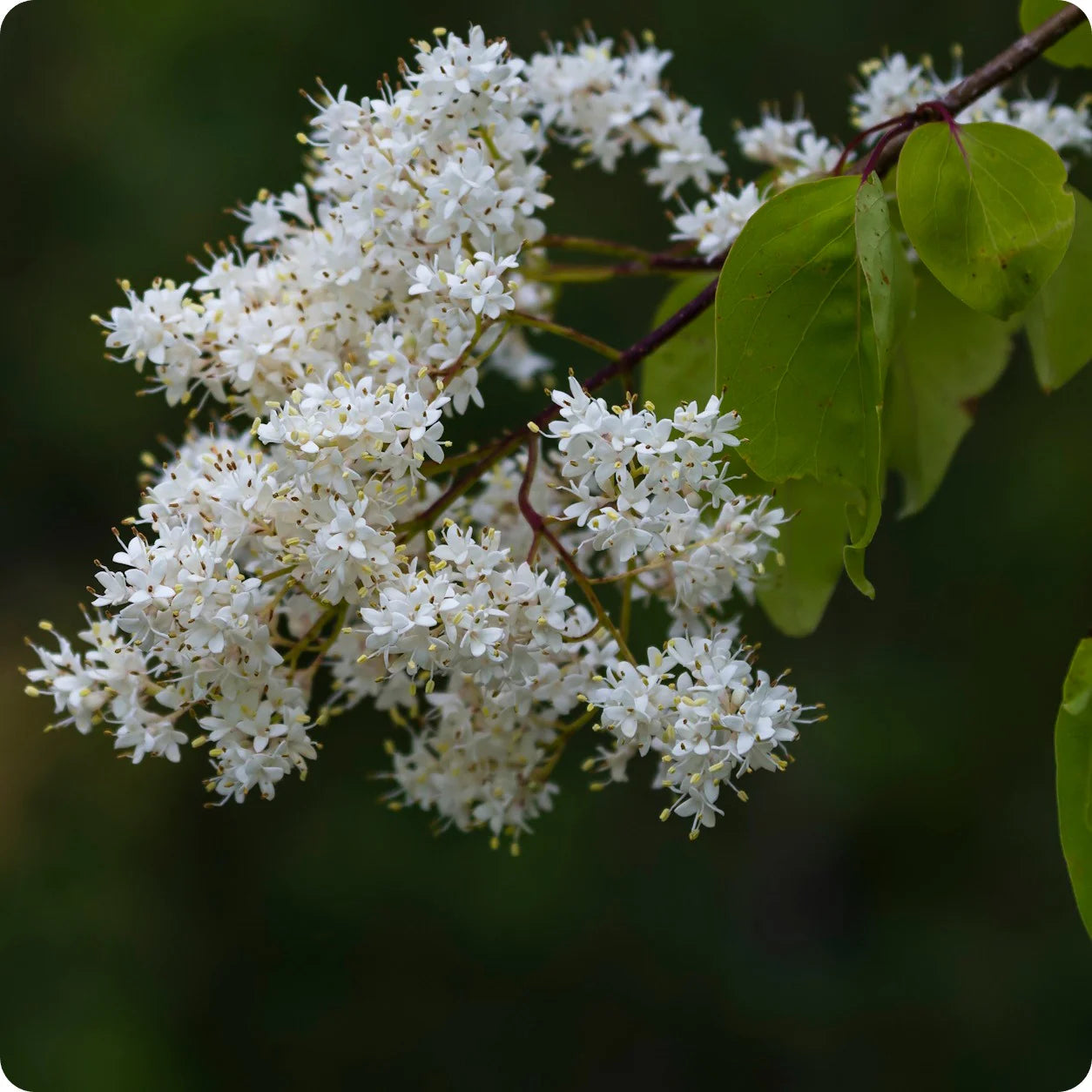 Semi di cespuglio di lillà giapponese bianco