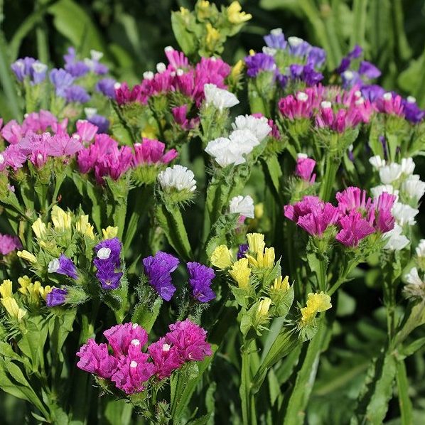 Statice Flower Seeds