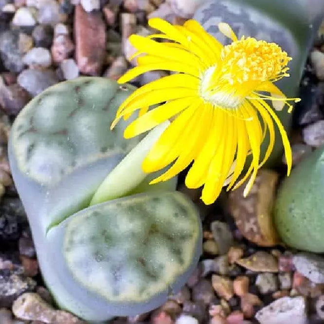 Living Stones Lithops Flower Seeds