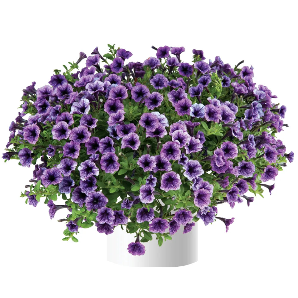 Blue & White Petunia Flower seeds for Planting - Premium Quality, Heirloom & GMO Free Seeds for Home Garden