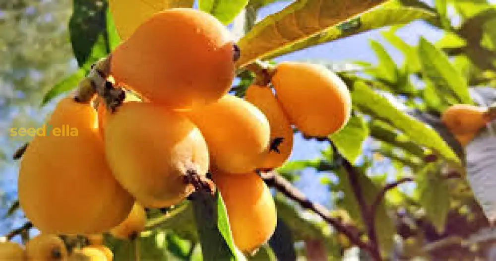 Loquat Fruit Seeds: Complete Planting Guide