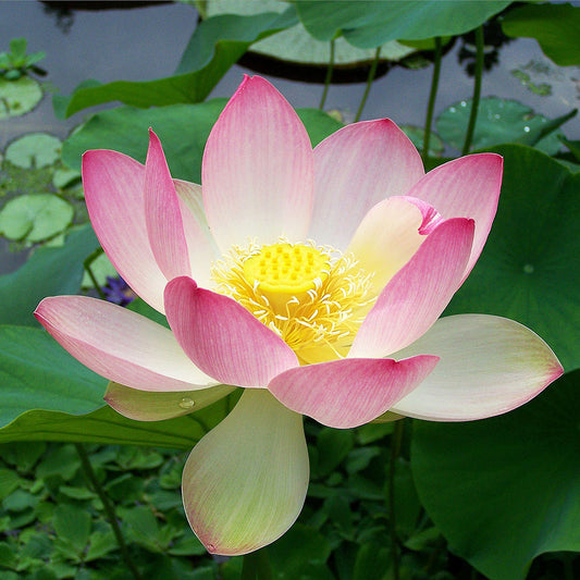 Lotus Perennial Flower Seeds for Planting – Heirloom, Non-GMO, Water-Resistant