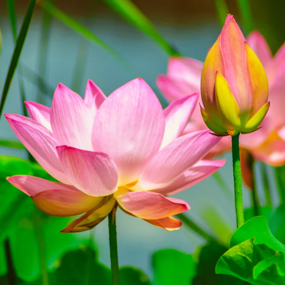 Pink Lotus Seeds (Sacred Pink Lotus) - Elegant Aquatic Flower for Garden Ponds