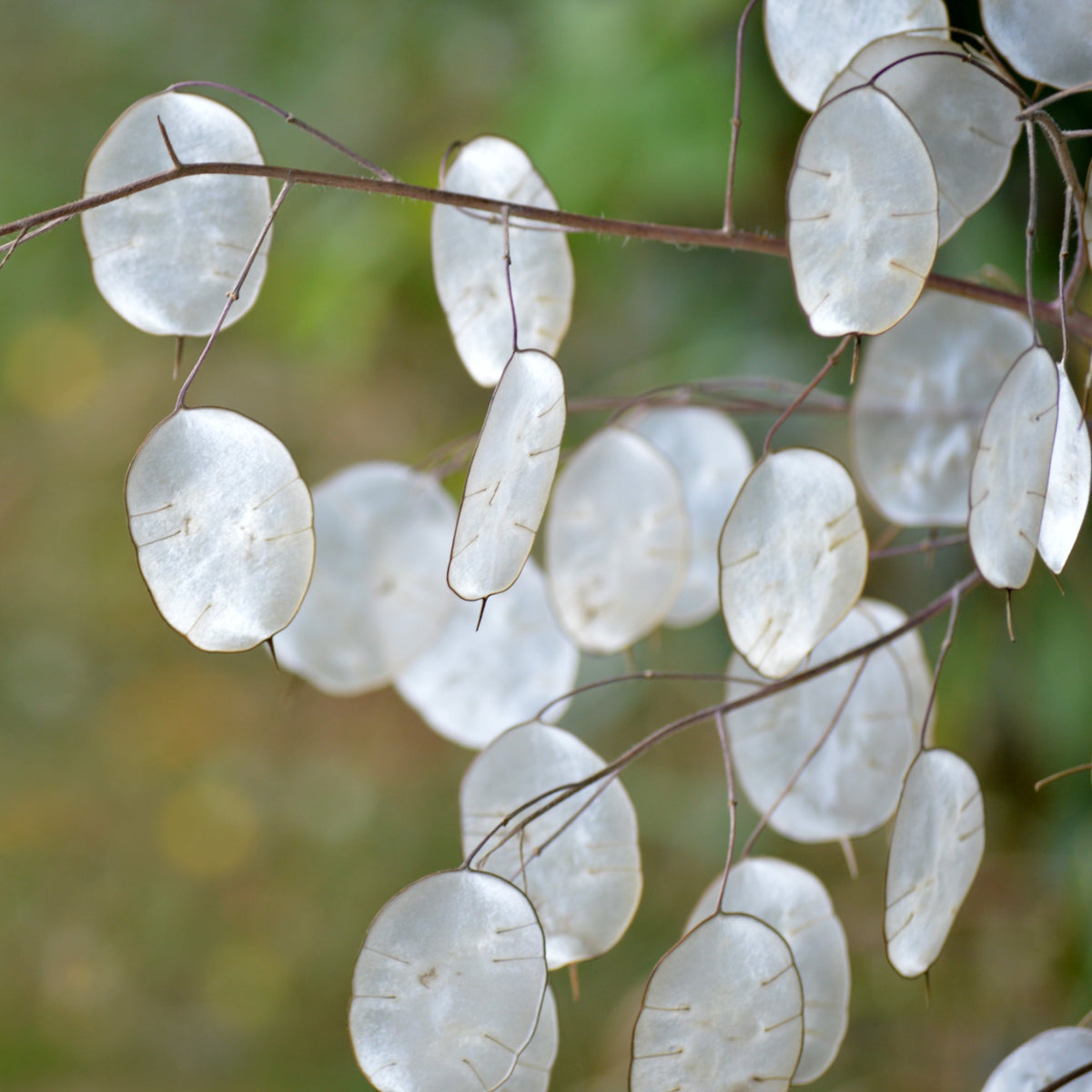 Lunaria Flower seeds for Planting Colorful Display Heirloom & GMO Free Seeds for Home Garden
Sale for planting in home garden