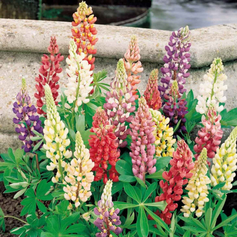 Lupine Flower Seeds