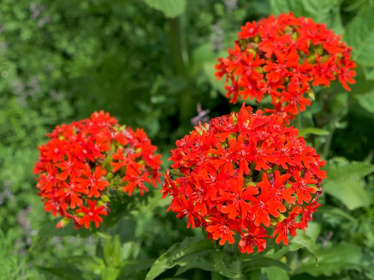 Lychnis Chalcedonica Flower seeds for Planting Colorful Display Heirloom & GMO Free Seeds for Home Garden
Sale seeds for home garden planting