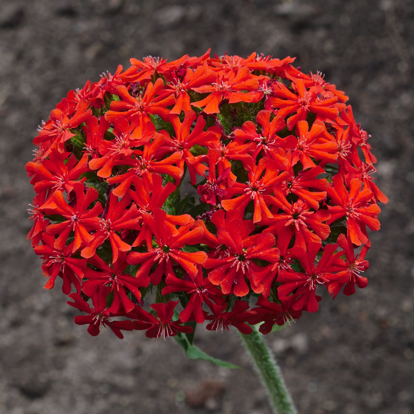Lychnis Flower Seeds
