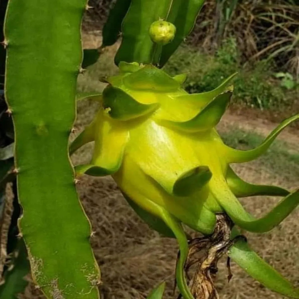 Semi di frutto del drago giallo