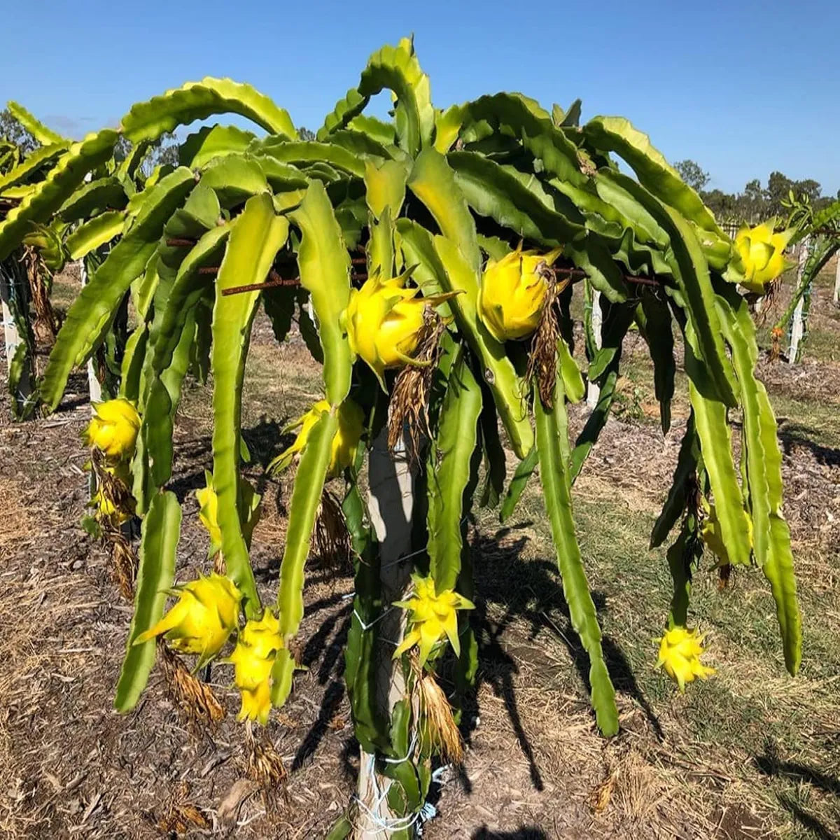 dragon fruit plant seeds Yellow Dragon Fruit (Hylocereus megalanthus) Seeds for Planting – Heir – Pure Asia Seeds