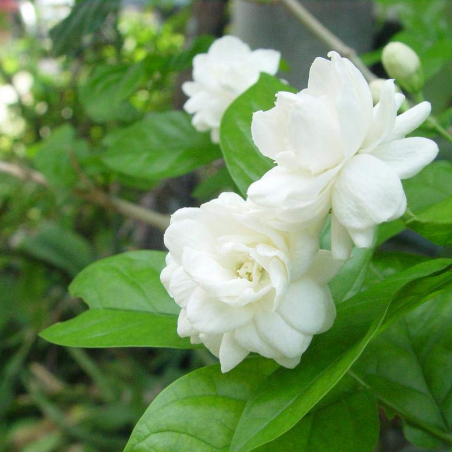 Jasminum Flower seeds for Planting Cut Flower Favorite Heirloom & GMO Free Seeds for Home Garden
Sale seeds for home garden planting