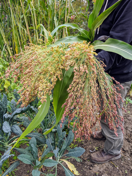 Broom Corn (Sorghum vulgare) Plant Seeds – Heirloom, Non-GMO, Drought-Tolerant, Annual Grain Variety