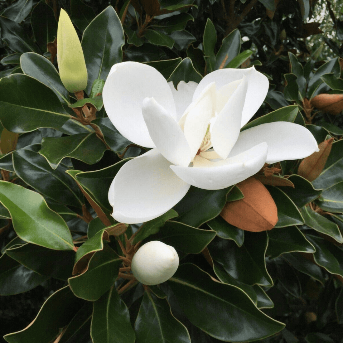 Southern Magnolia Flower Seeds