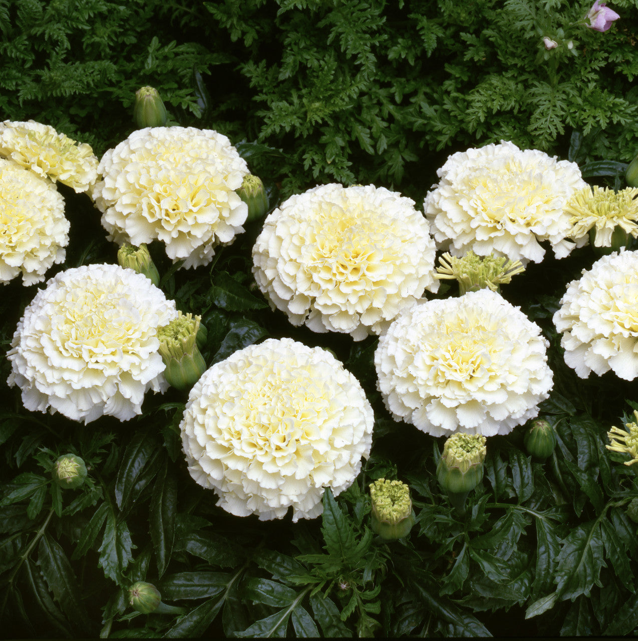 Marigold Vanilla Cream Flower Seeds