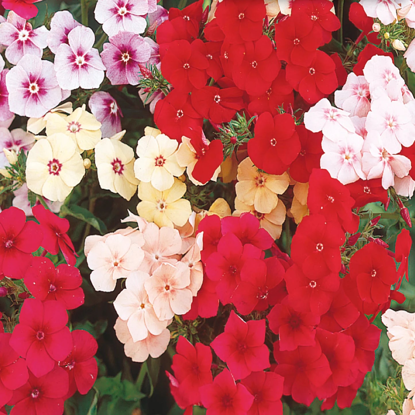 Drummond Phlox Flower Seeds