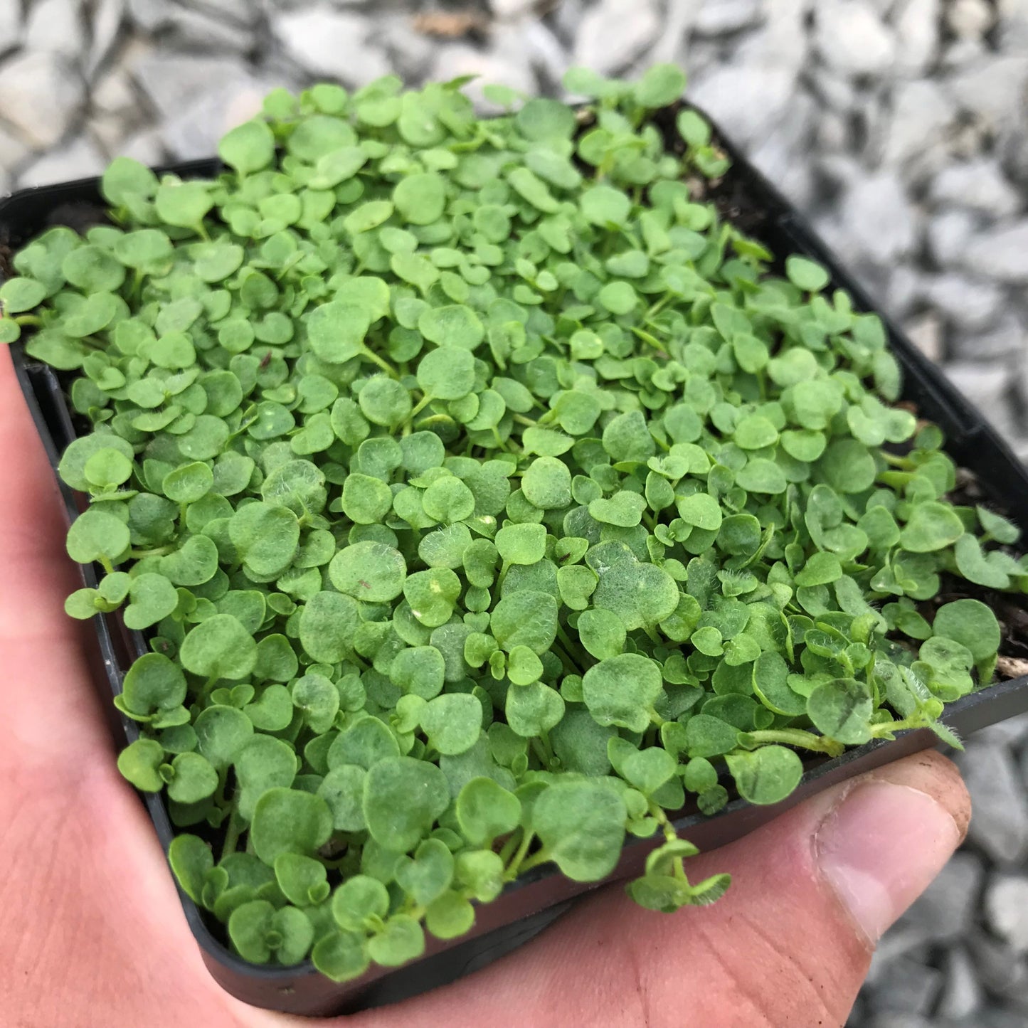 Semi di Erba Mentha Requienii