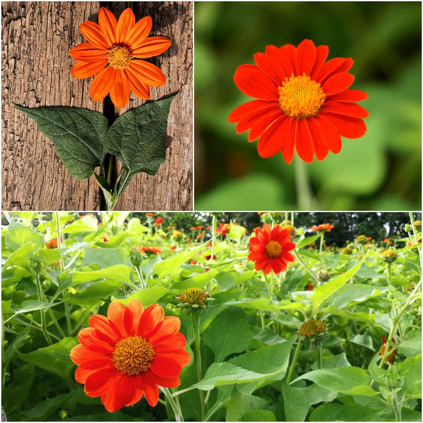 Tithonia Rotundifolia Mexican Sunflower Seeds