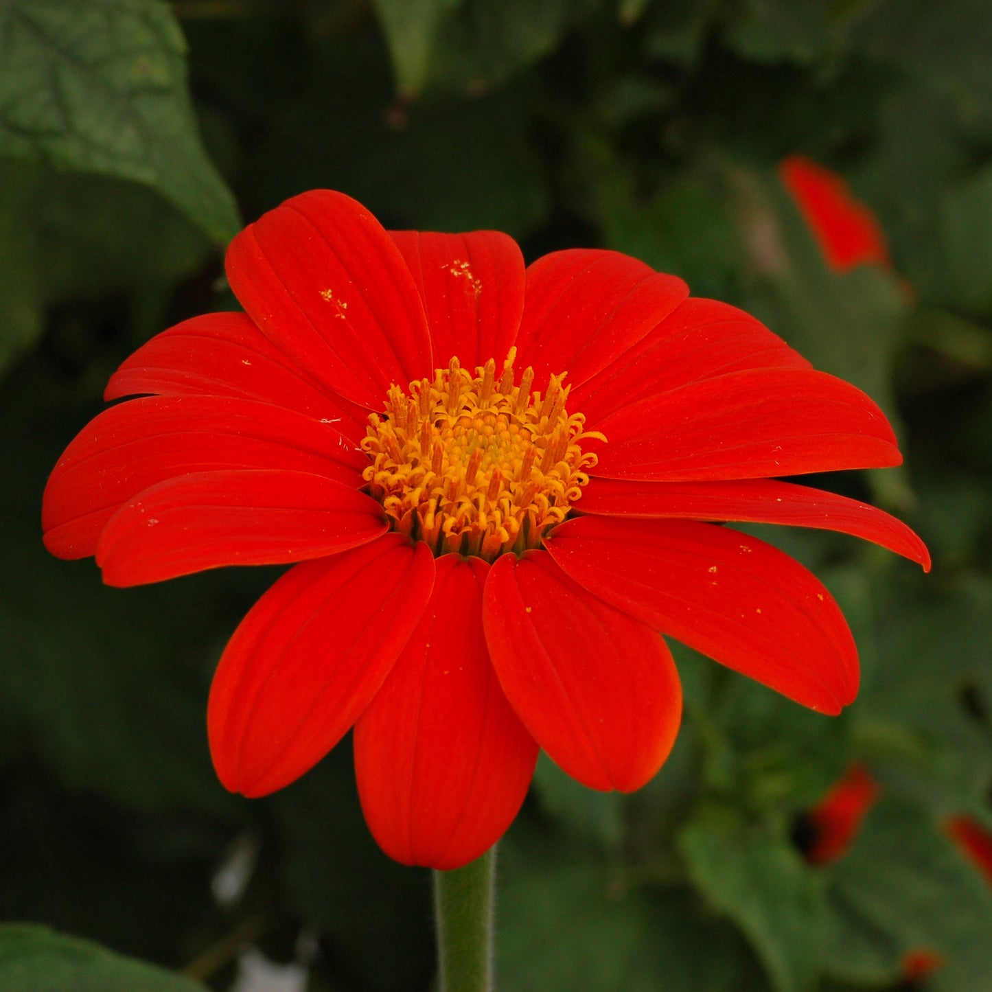 Tithonia Rotundifolia Mexican Sunflower Seeds