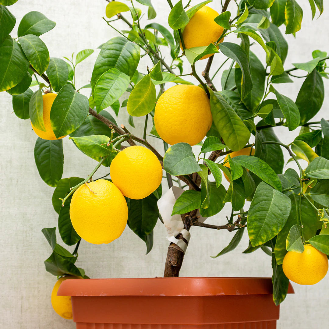 Meyer Lemon Fruit Seeds
