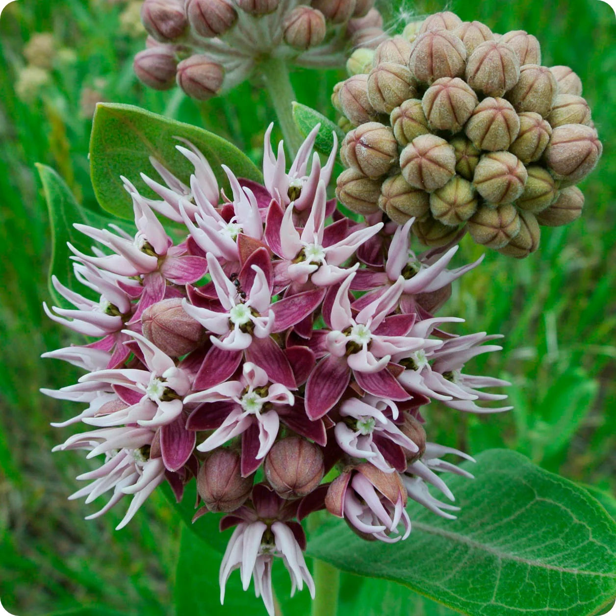 Showy Milkweed Flower Seeds