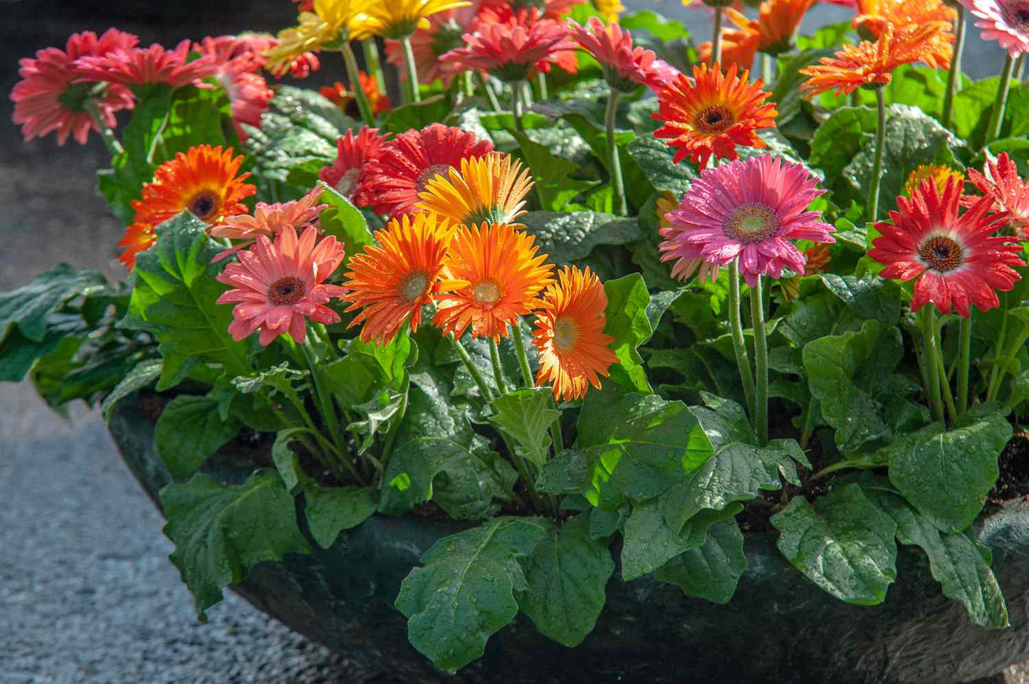 Vibrant Mixed Gerbera Garden Blooms