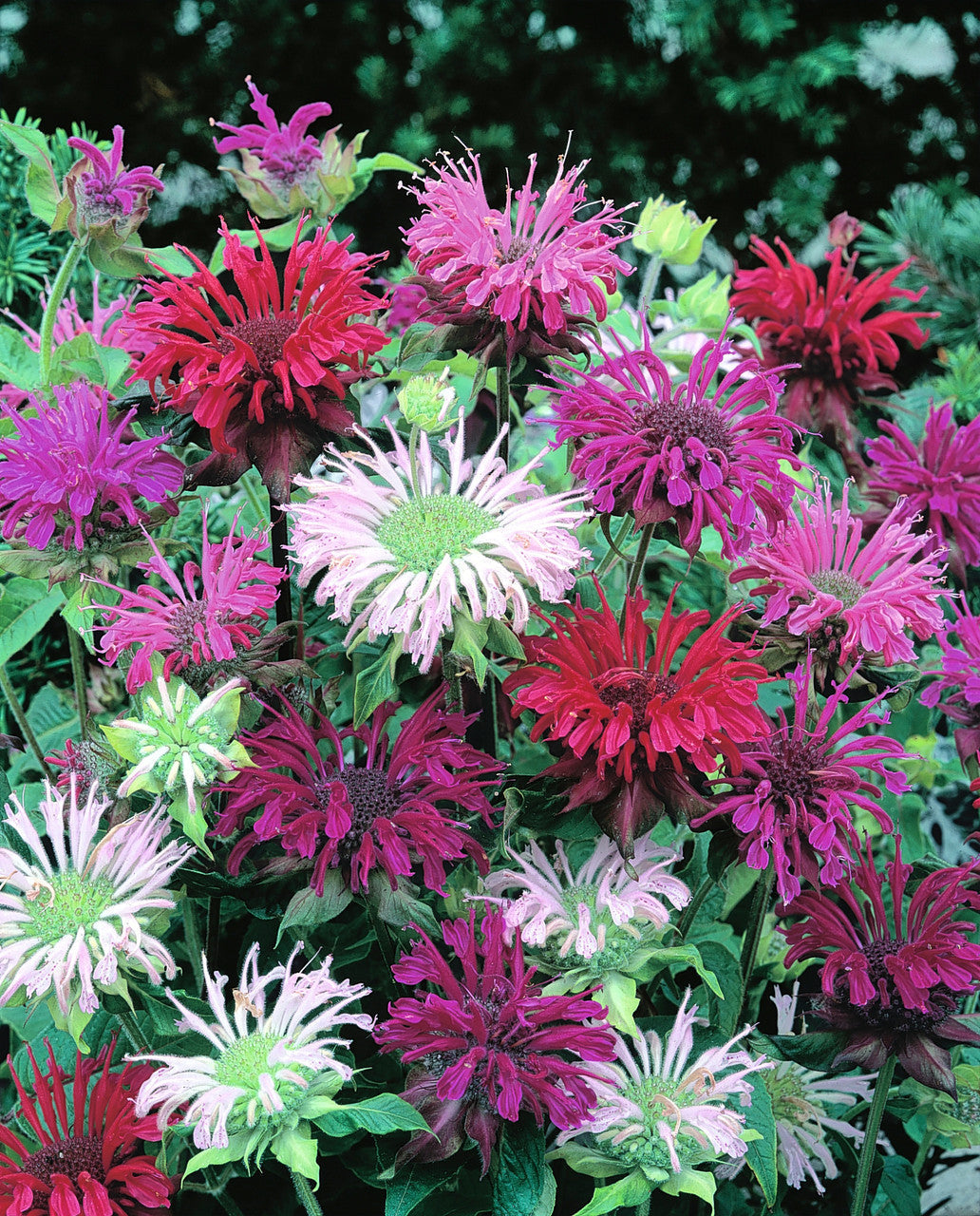 planting bergamot seeds Mix Bergamot Flower seeds for Planting Pollinator Frien