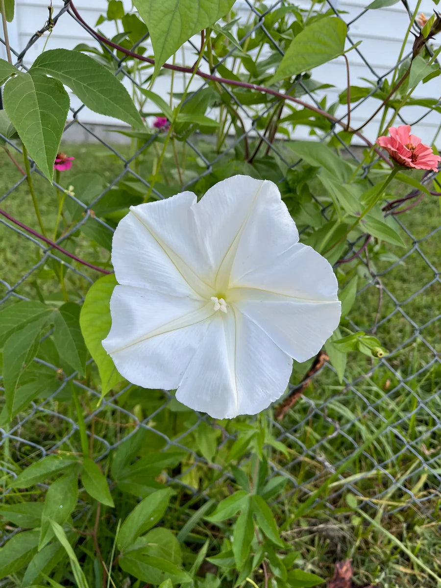 Moon flower Seeds