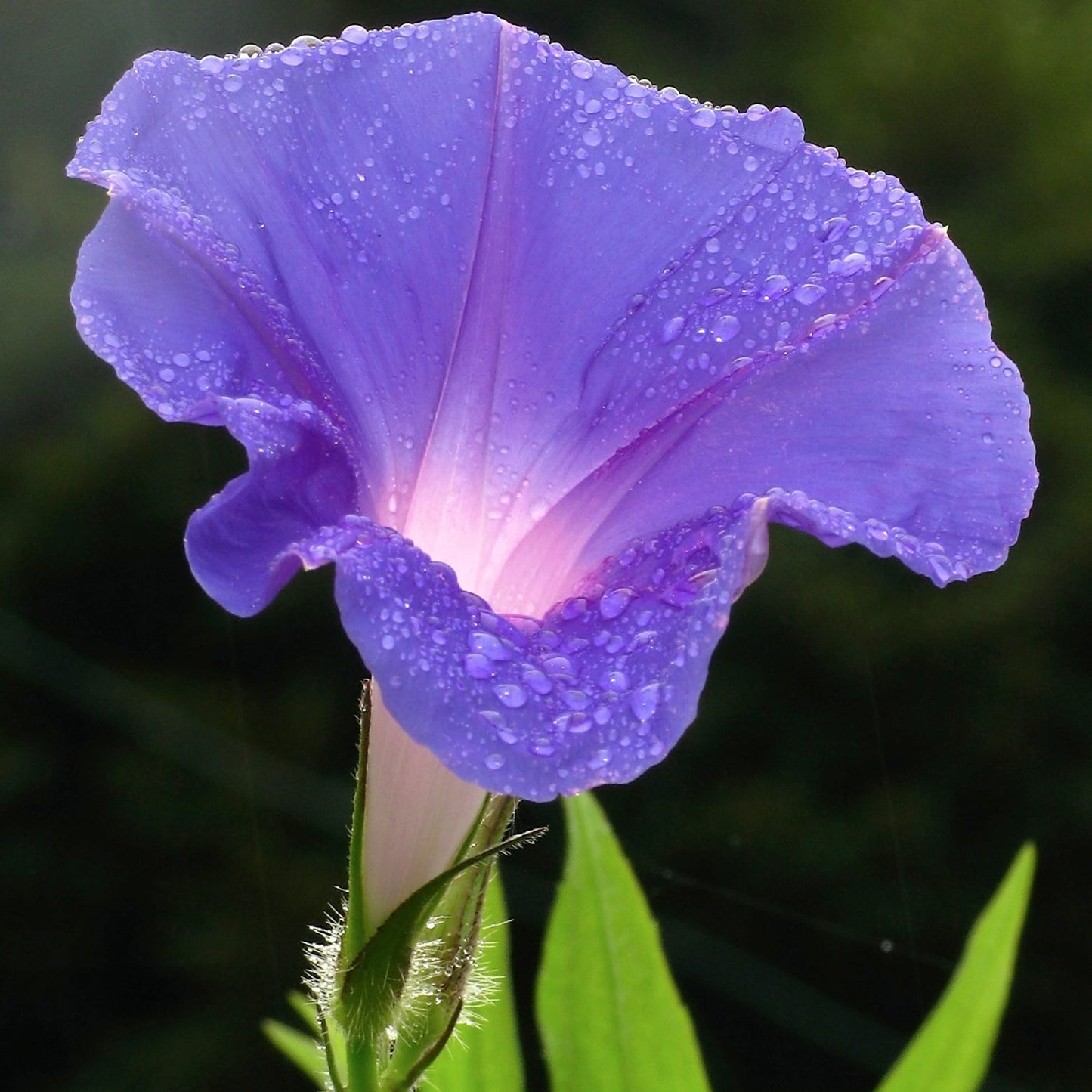 Purple Morning Glory Flower Seeds