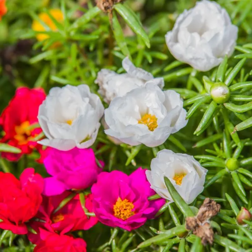 moss rose seeds near me Moss-Rose Purslane Flower Seeds for Planting – Heirloom, Non-GMO, Easy – Pure Asia Seeds