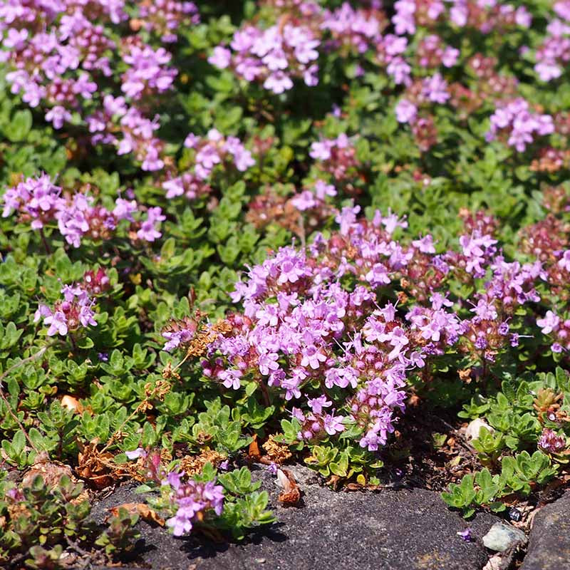 Mother of Thyme Herb Seeds