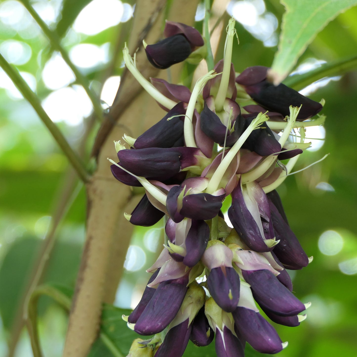 Mucuna Pruriens Velvet Bean Vegetable Seeds