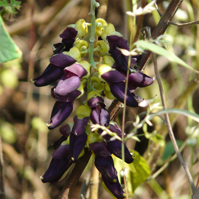 Mucuna Pruriens Velvet Bean Vegetable Seeds