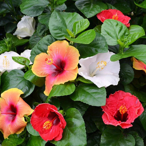 MultiColour Hibiscus Flower seeds for Planting Hardy Variety Heirloom & GMO Free Seeds for Home Garden
Sale seeds for home garden planting