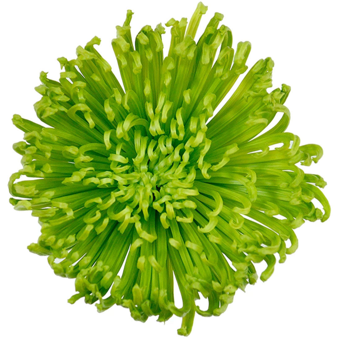 Green Spider Chrysanthemum Flower Seeds