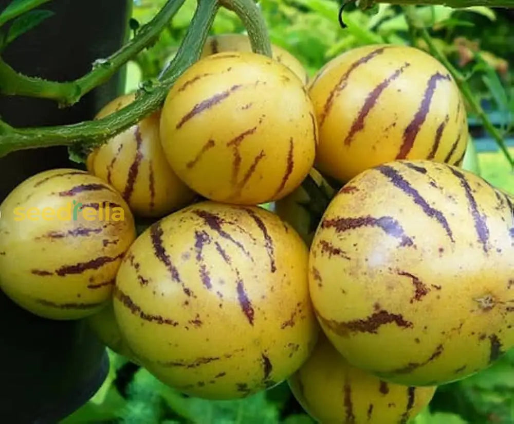 Muricatum Fruit Seeds for Garden Planting - Grow Juicy and Aromatic Fruits