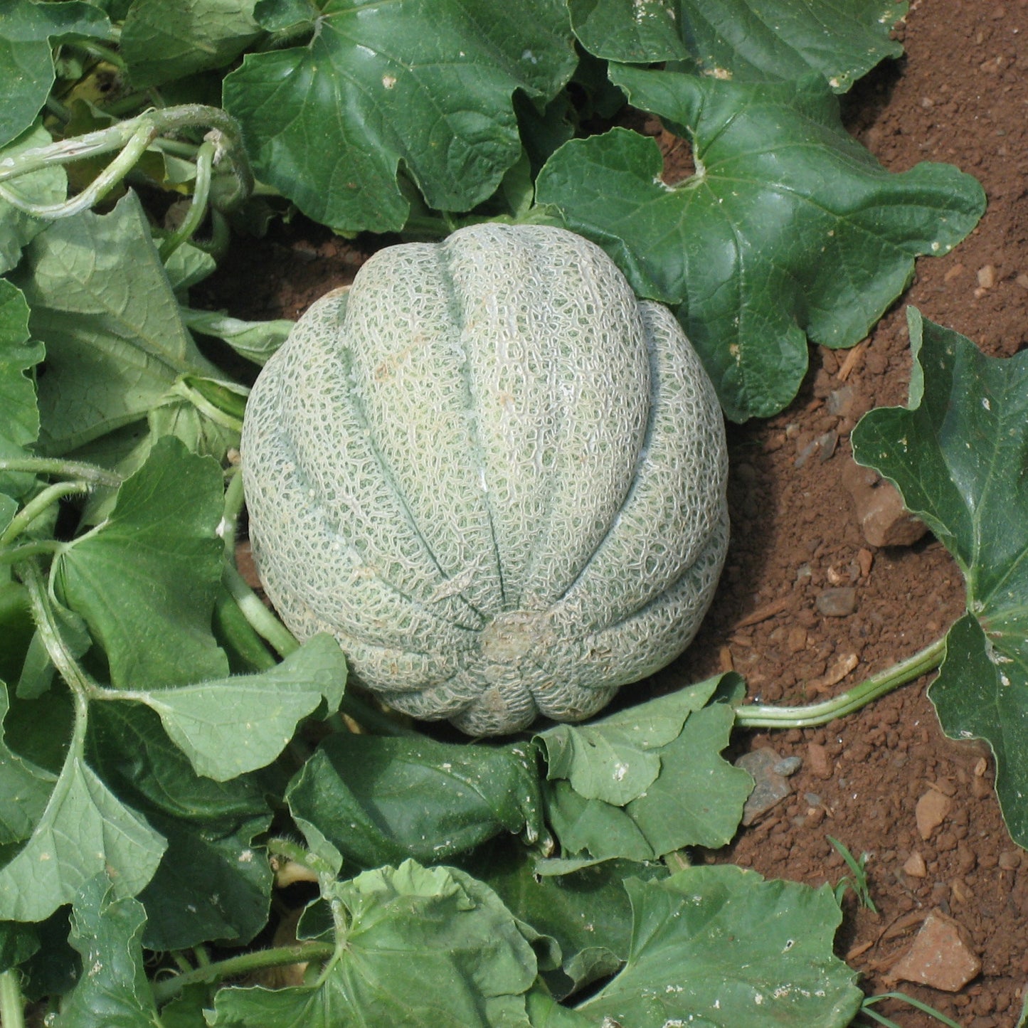 Cucumis Melon Fruit Seeds