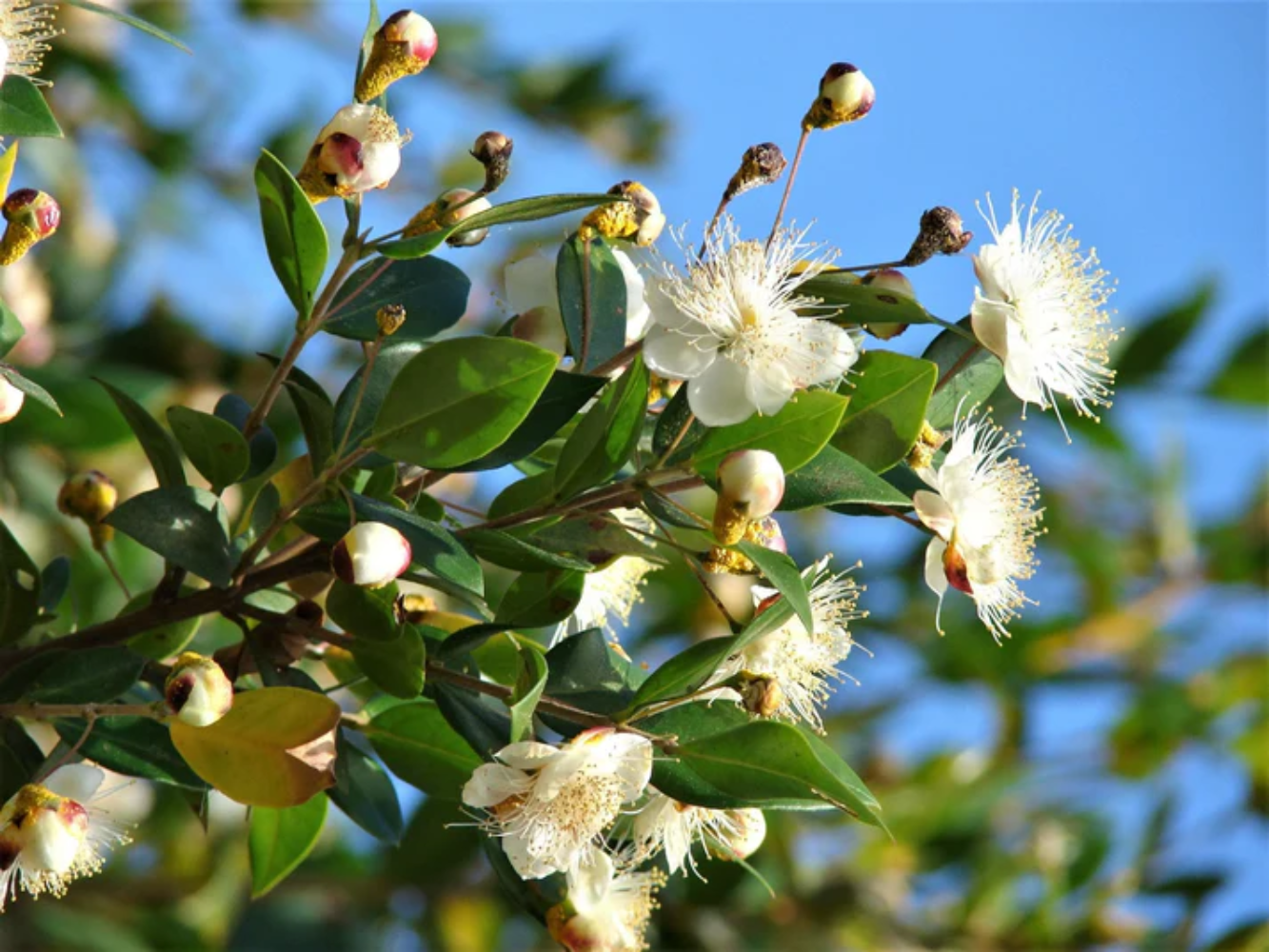 Myrtus Communis Flower Seeds