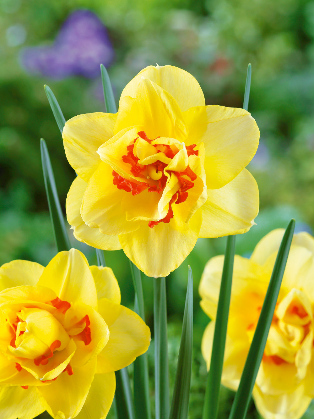 Doppelte Blütenblätter Narzisse Narzisse Blumensamen