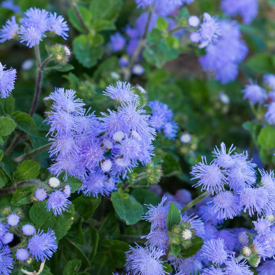 Ageratum Floss Flower Seeds