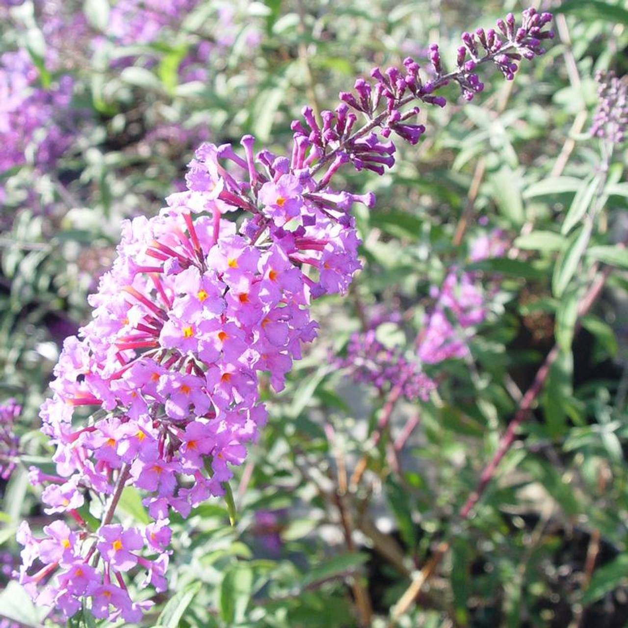 Nanho Blue Butterfly Bush Flower Seeds