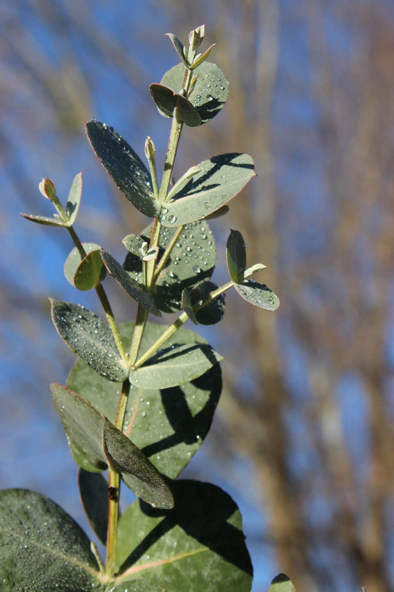 Semi di albero di Eucalyptus Neglecta