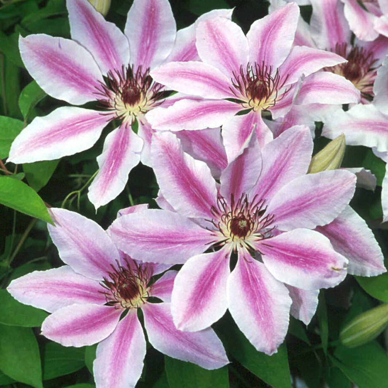 Nelly Moser Clematis Flower Seeds