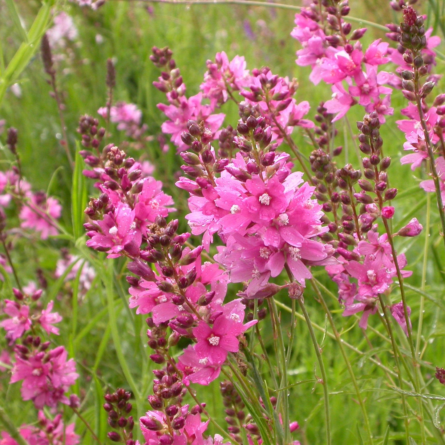 Pink Checkermallow Flower Seeds