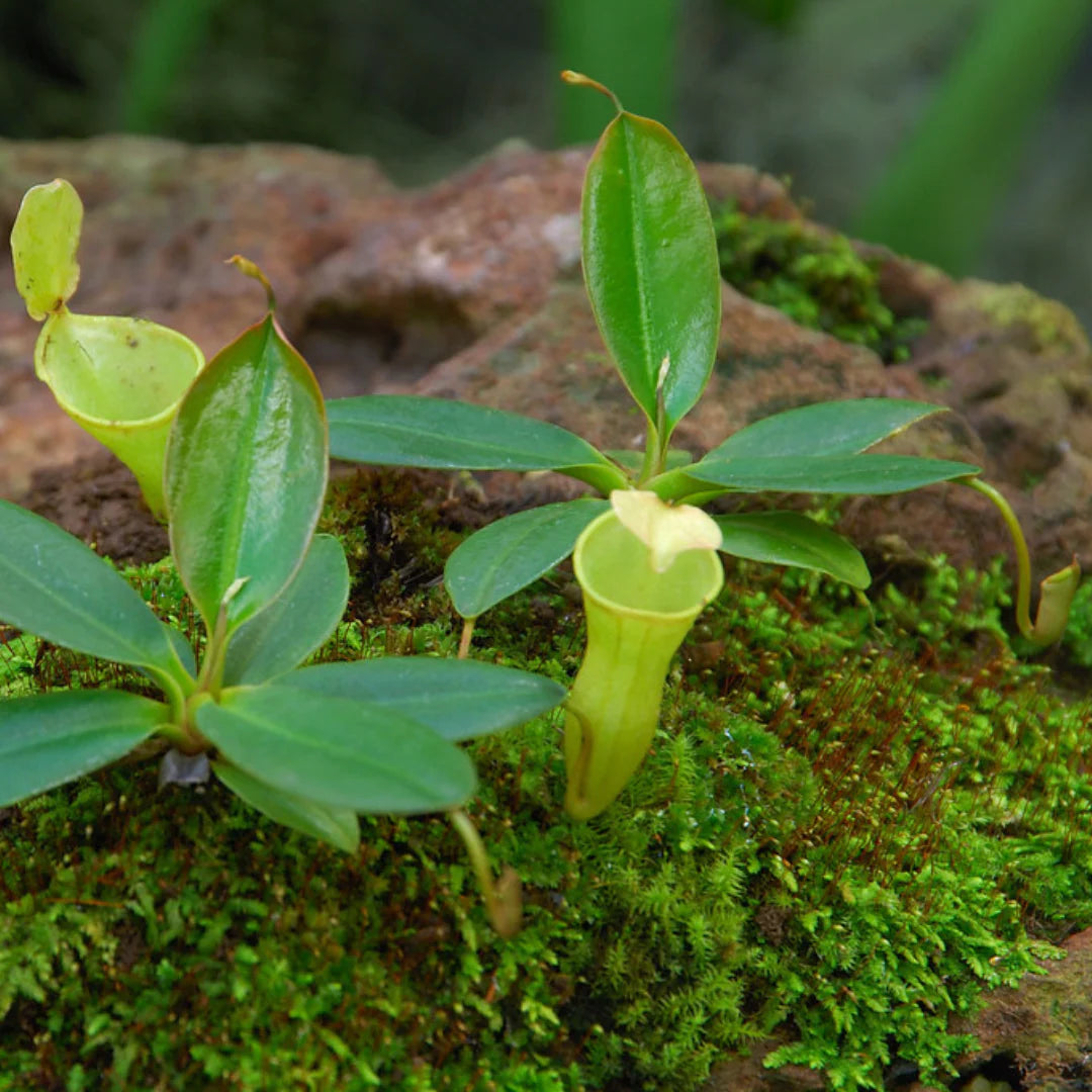 nepenthes pitcher plant seeds Nepenthes Plant Seeds for Planting – Heirloom, Non-GMO, Unique, Carniv – Pure Asia Seeds
