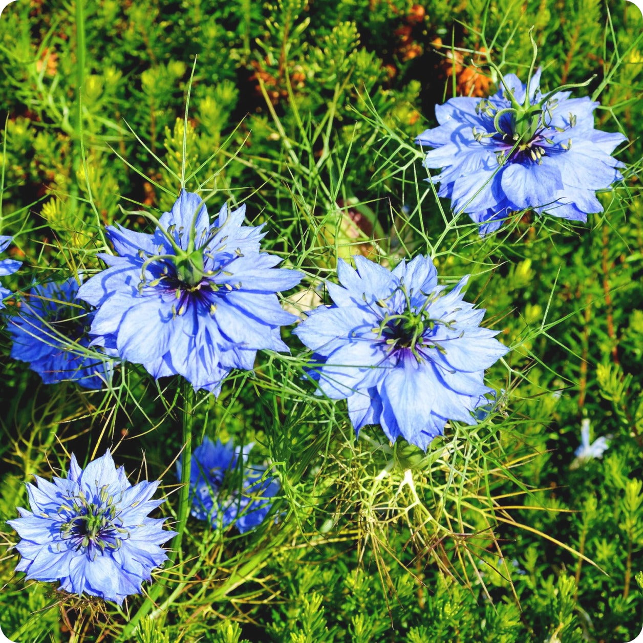 Love-in-a-Mist Flower Seeds for Planting – Heirloom, Non-GMO, Easy to Grow, Annual