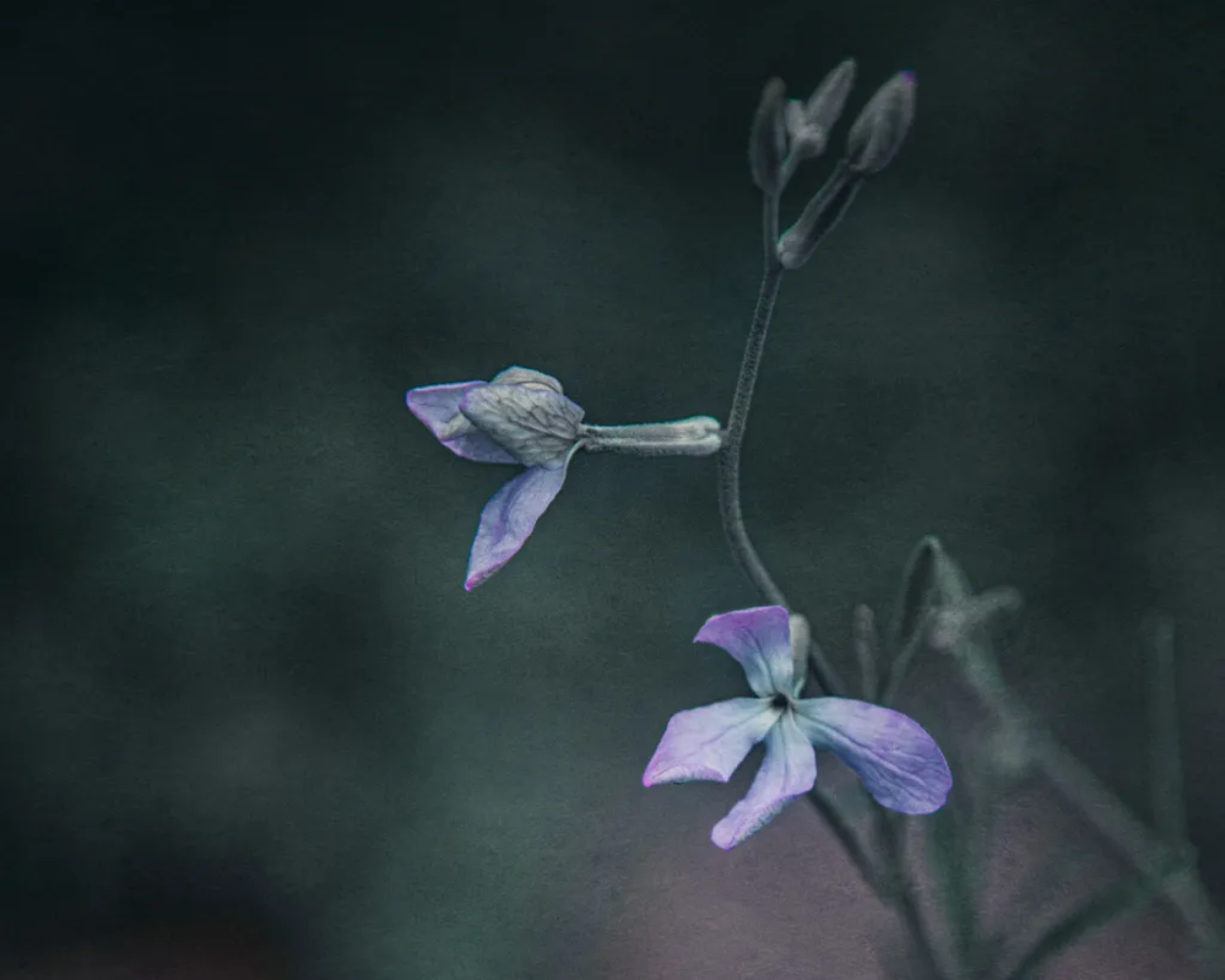 Night-Scented Stock Flower Seeds