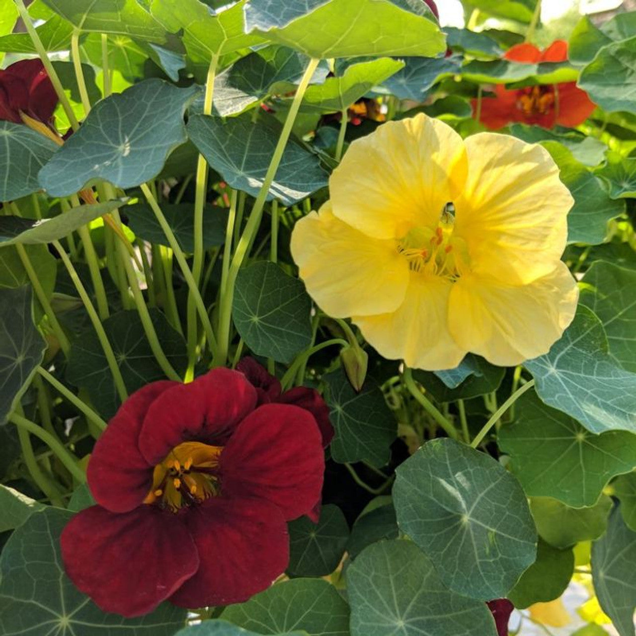 Night and Day Nasturtium Flower Seeds