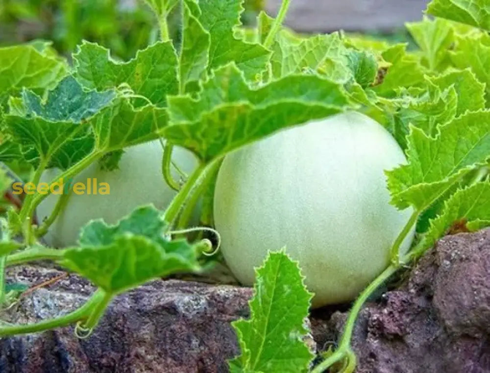 Planting Green Honeydew Melon Seeds, Easy Growing Instructions